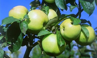 Apple infusion for the treatment of varicose veins